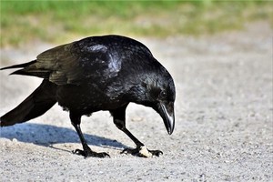 カラスの鳴き声を聞くと何が起こる？