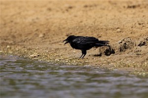真夜中にカラスの鳴き声を聞くとどんな前兆があるのか