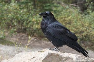 真夜中にカラスの鳴き声を聞くと何を暗示するか