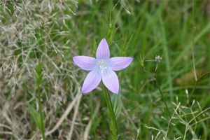 オフィスで運気をアップさせる観葉植物について知ろう