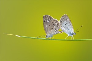白い蝶が家に入るとはどんな前兆を意味するか