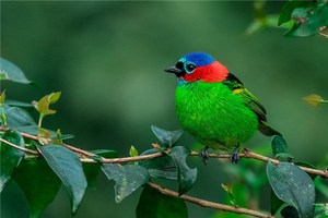 頭に鳥のフンが落ちるのは何を暗示しているのか