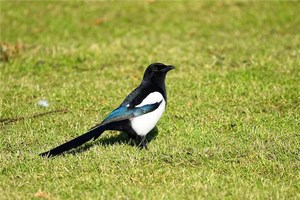 カササギが鳴くとなぜ人が死ぬのか