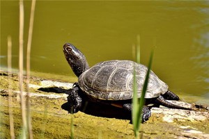 家庭でカメを飼う際の禁忌：カメを飼うと3世代にわたって貧しくなる？