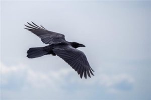 夜にカラスの鳴き声を聞くとどんな前兆があるか