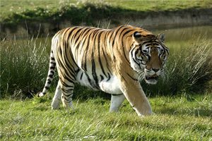 どの干支の人は菩提子を身につけてはいけないか