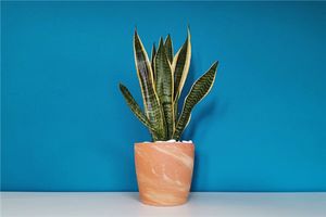 家宅にはどのような風水植物を置くのが適しているか