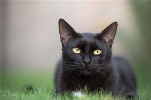 黒猫が家に入ると必ず災いが訪れる