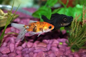 オフィスで魚を何匹飼うのが最適か