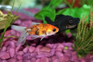 リビングの水槽の配置にはこだわりが必要