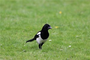 カササギが鳴く時刻ごとの吉凶タイムテーブル