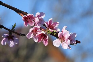 家の中に桃の木を置く際の三大禁忌