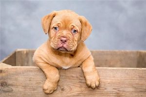 家で犬を飼う際の風水について