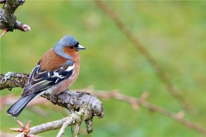 小鳥に頭にフンをされたらどんな前兆？