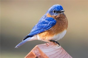 周易で頭に鳥のふんが落ちるのを占う