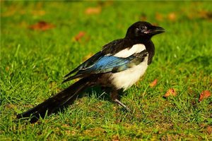 カササギの鳴く方角で吉凶を占う