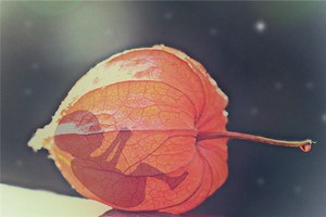 中絶は運命づけられた災難である