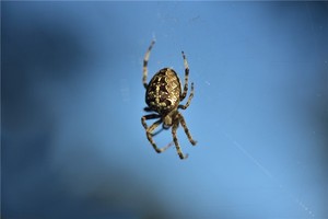 家に大きなクモが現れる前兆について