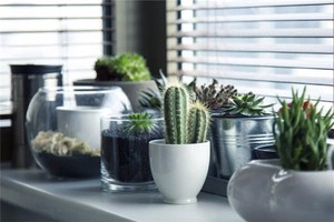 悪い風水をもたらす家庭用植物