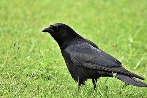 カラスの鳴き声を聞いたときの対処法