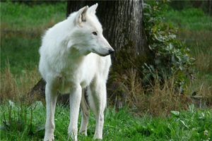 狼牙を首に付けることの禁忌